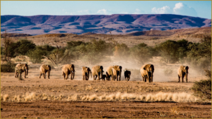 Namibië groep olifanten