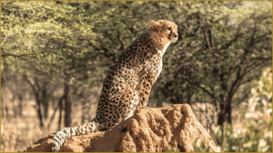 Namibië wildlife